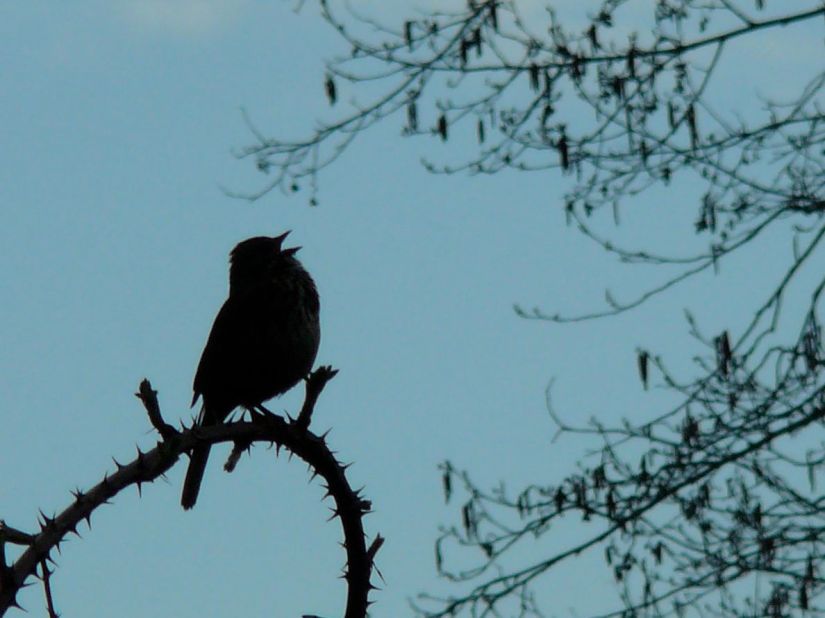 Silhouette of a bird singing
